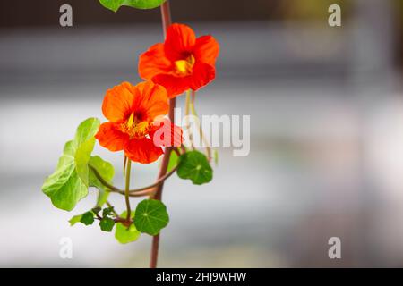 Fleurs microvertes comestibles en fleurs d'orange dans un jardin de printemps de serre lumineux. Banque D'Images
