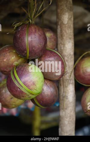 La photo montre plusieurs fruits tropicaux violets.Un fruit est coupé ouvert et l'intérieur est visible.Le fruit Caimito est originaire de la jungle du Repu dominicain Banque D'Images