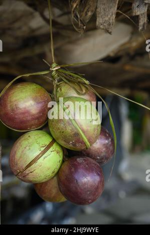 La photo montre plusieurs fruits tropicaux violets.Un fruit est coupé ouvert et l'intérieur est visible.Le fruit Caimito est originaire de la jungle du Repu dominicain Banque D'Images