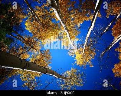 Vue sur le ciel des Aspens car ils ont changé de couleur Banque D'Images