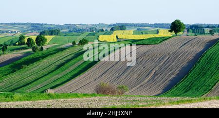 Terres agricoles de printemps à Roztocze.Terres agricoles de printemps à Roztocze.Champs de culture dans les collines. Banque D'Images