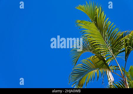 Feuilles de palmier (Dypsis lutescens) et ciel bleu Banque D'Images