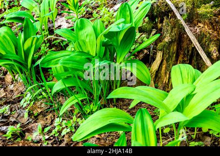 les ramsons ou l'ail sauvage pousse au printemps dans la forêt et la taïga et est une source de vitamines au début du printemps pour les animaux et les personnes, foyer sélectif Banque D'Images