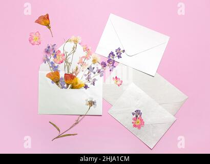 Enveloppes à fleurs séchées sur fond rose Banque D'Images