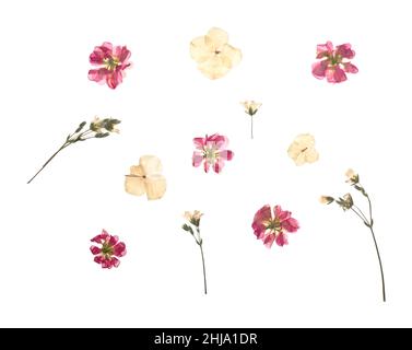 Fleurs séchées sur fond blanc Banque D'Images