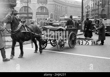 M. Henry Cooke, de Finsbury Park, perd son nouveau piano à queue blanc à Piccadilly Circus.M. Cooke, qui venait d'acheter le piano au 'Scene' Twist Club, Windmill Street, a réussi à récupérer le piano sur son sago avec l'aide de deux policiers et de son assistant John Maskell.1st avril 1963. Banque D'Images