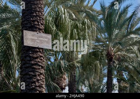 Palmiers baptisés avec le nom d'illustres visiteurs dans le Huerto del Cura dans la ville d'Elche, province d'Alicante, Espagne, Cardenal Larraona Banque D'Images