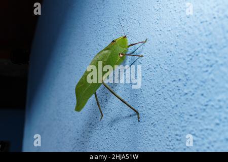 Le géant Katydid (Stilpnochlora couloniana) perche sur le mur bleu à Jinotega, au Nicaragua. Banque D'Images