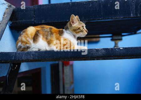 Sur un escalier en fer menant à un atterrissage au deuxième étage, Belle, un chaton de calice à moitié cultivé, cherche des chats envahissants. Banque D'Images