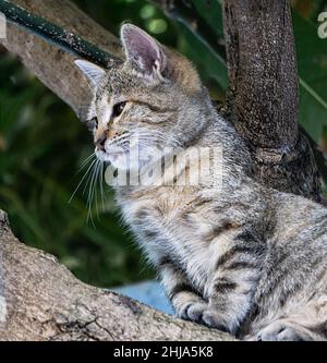 Un chaton à moitié cultivé veut une nouvelle maison et regarde les deux autres animaux du ménage. Le chaton a eu la nouvelle maison. Banque D'Images