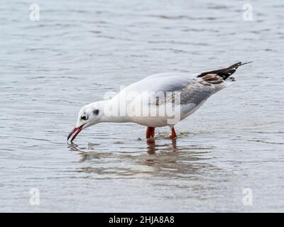 Chericocephalus maculipennis, jeune mouette à capuchon brun, à marée basse sur l'île de Saunders, dans les Malouines. Banque D'Images