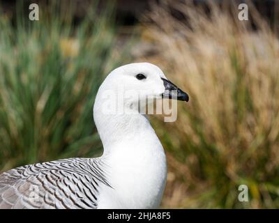 Un mâle adulte de la bernache des hautes terres, Chloephaga picta, sur l'île de la carcasse, dans les îles Falkland. Banque D'Images