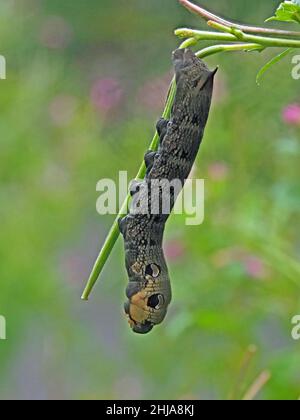 Chenille de l'aubéole des éléphants (Deilephila elpenor) larve de la plante alimentaire Rosebay Willowherb (Chamaenerion angustifolium) à Cumbria, Angleterre, Royaume-Uni Banque D'Images