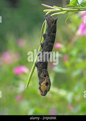 Chenille de l'aubéole des éléphants (Deilephila elpenor) larve de la plante alimentaire Rosebay Willowherb (Chamaenerion angustifolium) à Cumbria, Angleterre, Royaume-Uni Banque D'Images