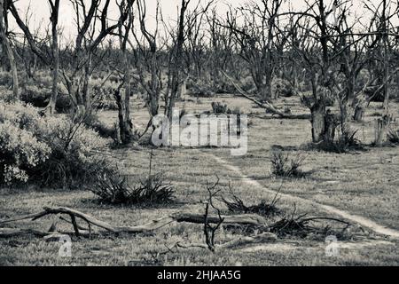 L'image monochrome en noir et blanc des plaines inondables de la rivière Murray, avec des traces animales et de nombreux arbres morts, crée un paysage apocalyptique Banque D'Images