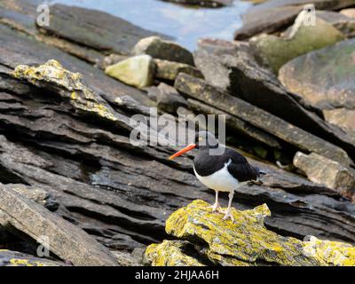 Huistercapcher Magellanique adulte, Haematopus leucopodus, sur l'île de la carcasse, îles Falkland. Banque D'Images