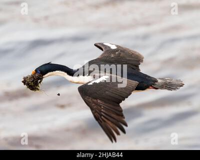 Cormoran impérial adulte, Phalacrocorax atriceps, revenant de la mer avec du matériel de nidification, île Saunders, Falklands. Banque D'Images