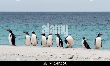 Penguins Gentoo, Pygoscelis papouasie, avec un seul pingouin Magellanique sur l'île des îles bleues, Falklands. Banque D'Images