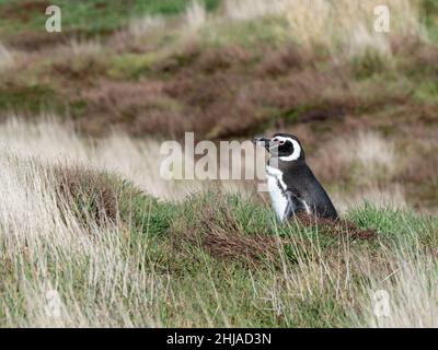 Manchot magellanique adulte, Spheniscus magellanicus, sur la Nouvelle-île, îles Falkland. Banque D'Images