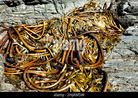 Une pile de varech de taureau (Nereocystis luetkeana) sur une plage rocheuse sur la côte ouest de l'île de Vancouver, en Colombie-Britannique, au Canada Banque D'Images