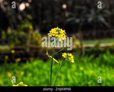 Plus belles fleurs de moutarde au Bangladesh Banque D'Images