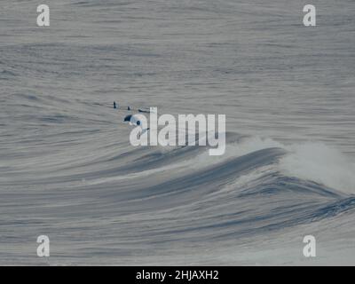 LEAP of Faith, un dauphin à la bottlenose sautant de l'arrière d'une vague, un gousse nageant à proximité, Océan Pacifique, Nouvelle-Galles du Sud Australie Banque D'Images