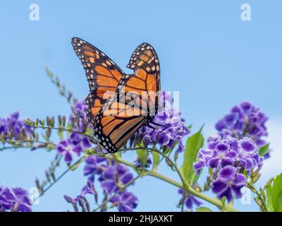 Monarque papillon sur fond bleu ciel, orange noir, violet Geisha Girl plante des fleurs Banque D'Images