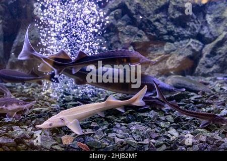 poissons d'esturgeon dans l'aquarium.Esturgeon blanc Banque D'Images