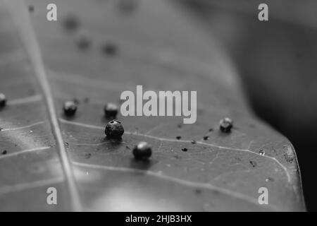 La précision de la forme de la balle des larves DE BANNIÈRE abstraite des œufs d'insectes repose sur la beauté le long du bord de la surface de la feuille de plante verte.Incroyable macro faune nature monde Haut Banque D'Images