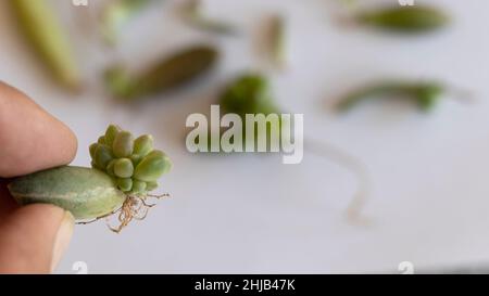 Gros plan d'une plante succulente de bébé avec des racines germent à partir d'une seule feuille succulente avec une mise au point sélective et un arrière-plan flou Banque D'Images