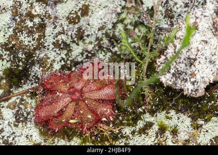 Drosera aliciae sur la montagne de la Table, au Cap-Occidental, Afrique du Sud Banque D'Images