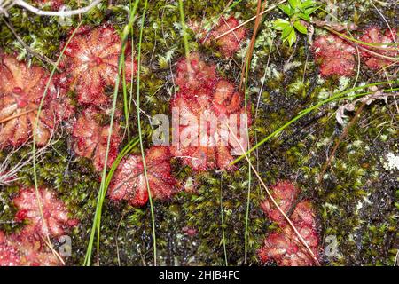 Groupe de Drosera aliciae dans un habitat naturel sur la montagne de la Table, au Cap-Ouest de l'Afrique du Sud Banque D'Images