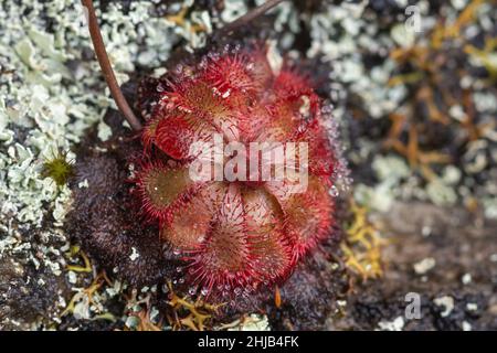 Macro de la rosette rouge d'un seul Drosera aliciae vu sur la montagne de la Table au Cap, Cap occidental de l'Afrique du Sud Banque D'Images