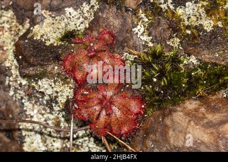 Deux Drosera aliciae au Cap-Ouest de l'Afrique du Sud Banque D'Images