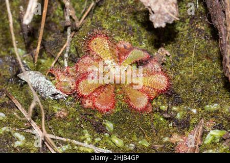 Drosera aliciae, une plante carnivore, sur la montagne de la Table, dans le Cap occidental de l'Afrique du Sud Banque D'Images