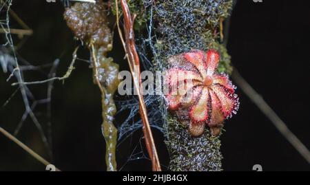 Plante unique de Drosera aliciae vue sur la montagne de la Table dans le Cap occidental de l'Afrique du Sud Banque D'Images