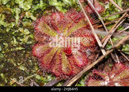 Drosera aliciae sur la montagne de la Table dans le Cap occidental de l'Afrique du Sud Banque D'Images