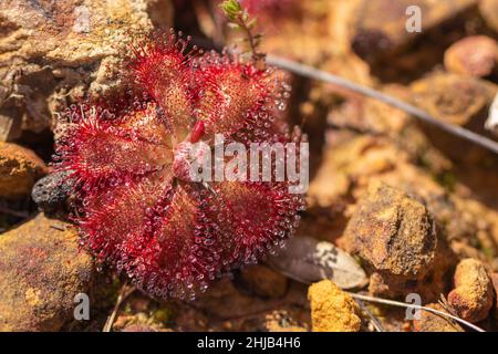 Gros plan de Drosera aliciae dans l'habitat naturel de la montagne de la Table, dans le Cap occidental de l'Afrique du Sud Banque D'Images