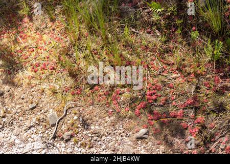 Groupe de Drosera aliciae croissant dans des habitats humides sur la montagne de la Table, dans le Cap occidental de l'Afrique du Sud Banque D'Images