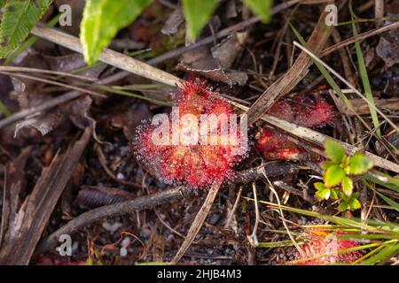 Plantes carnivores : Drosera aliciae sur la montagne de la Table, dans le Cap occidental de l'Afrique du Sud Banque D'Images