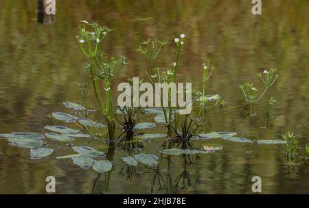 Starfruit, Damasonium alisma, en fleurs et en fruits dans un étang de Surrey.Très rare au Royaume-Uni. Banque D'Images