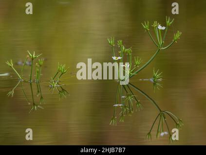 Starfruit, Damasonium alisma, en fleurs et en fruits dans un étang de Surrey.Très rare au Royaume-Uni. Banque D'Images