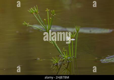 Starfruit, Damasonium alisma, en fleurs et en fruits dans un étang de Surrey.Très rare au Royaume-Uni. Banque D'Images