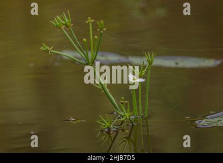 Starfruit, Damasonium alisma, en fleurs et en fruits dans un étang de Surrey.Très rare au Royaume-Uni. Banque D'Images