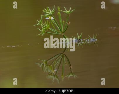 Starfruit, Damasonium alisma, en fleurs et en fruits dans un étang de Surrey.Très rare au Royaume-Uni. Banque D'Images