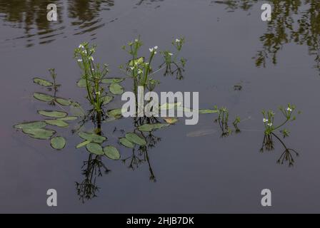 Starfruit, Damasonium alisma, en fleurs et en fruits dans un étang de Surrey.Très rare au Royaume-Uni. Banque D'Images