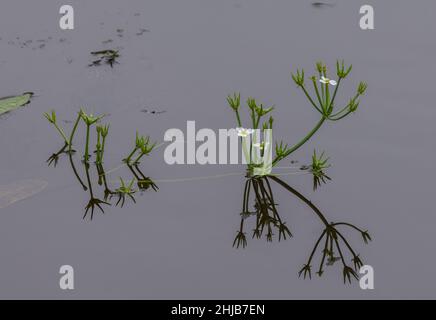 Starfruit, Damasonium alisma, en fleurs et en fruits dans un étang de Surrey.Très rare au Royaume-Uni. Banque D'Images