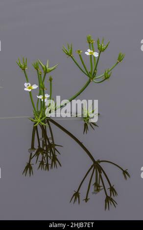 Starfruit, Damasonium alisma, en fleurs et en fruits dans un étang de Surrey.Très rare au Royaume-Uni. Banque D'Images