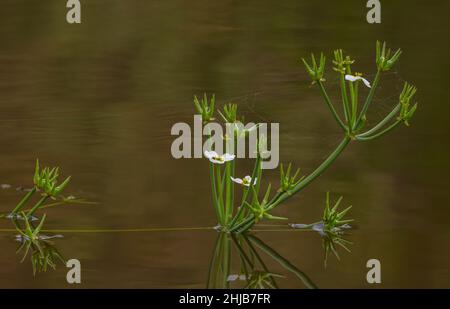 Starfruit, Damasonium alisma, en fleurs et en fruits dans un étang de Surrey.Très rare au Royaume-Uni. Banque D'Images