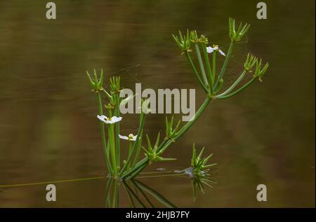 Starfruit, Damasonium alisma, en fleurs et en fruits dans un étang de Surrey.Très rare au Royaume-Uni. Banque D'Images